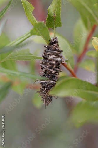 Bagworm in a little willow tree in summer