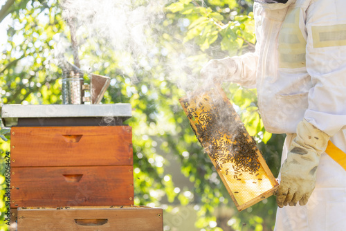 Beekeeper holding honey comb or frame with full of bees on his huge apiary, beekeeping concept