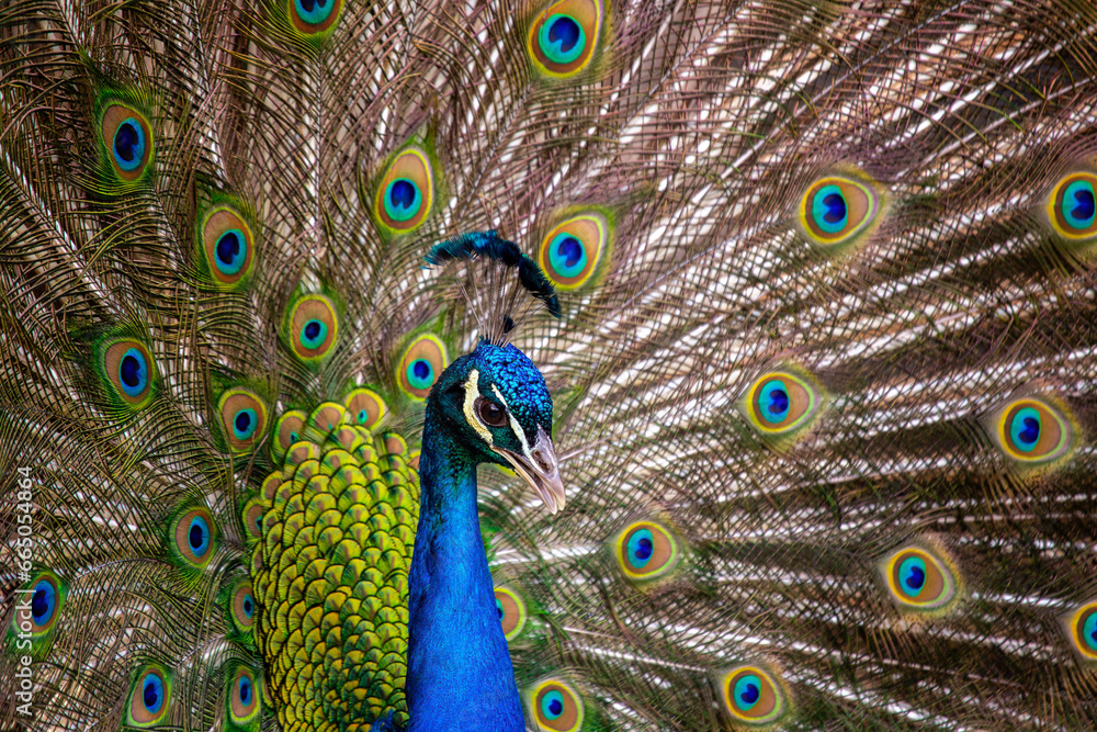 Obraz premium Indian Peafowl / Peacock (Pavo cristatus) Outdoors