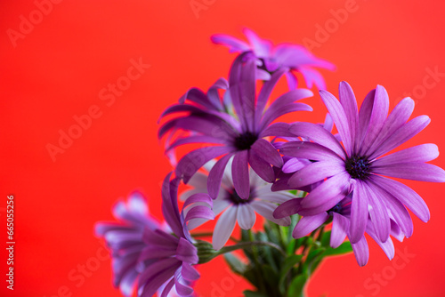 Beautiful white and purple Osteospermum flowers on red background