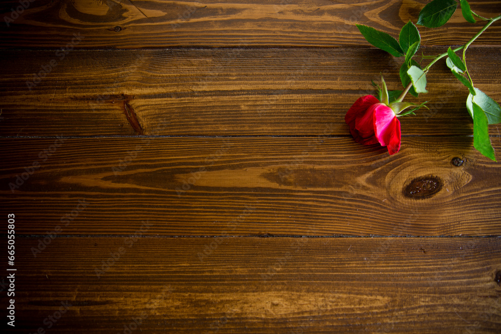 one red beautiful blooming rose on a wooden table one red beautiful blooming rose on a wooden table
