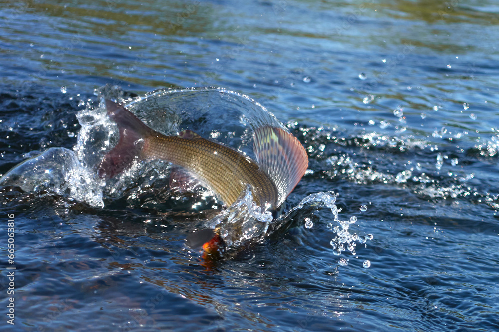 Obraz premium Hooked grayling jumping and fighting in an Arctic river caught with spinner lure by fisherman in Lapland in Sweden in Kiruna in August 2021.