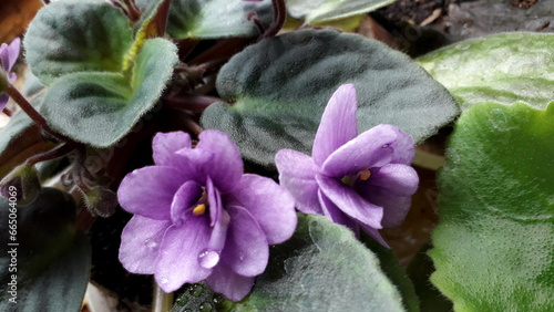 Saintpaulia, Usambara violet. Flowering indoor plants. Ornamental plants.