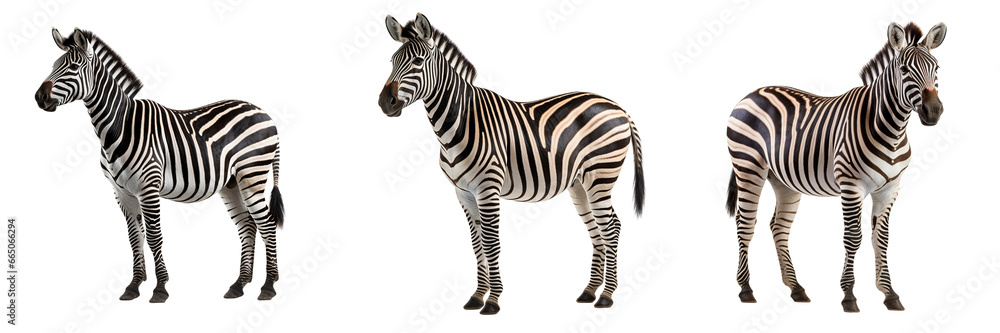 Collection of zebras isolated on white background - obrazy, fototapety, plakaty 