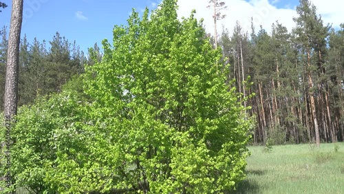 Hazel bush on the edge of a long-planted pine forest. on the left is a flowering cherry tree instyd undergrowth shrub layer. Springtime photo