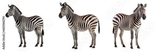 Collection of zebras isolated on white background