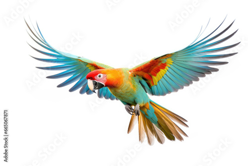 Flying parrot on white background