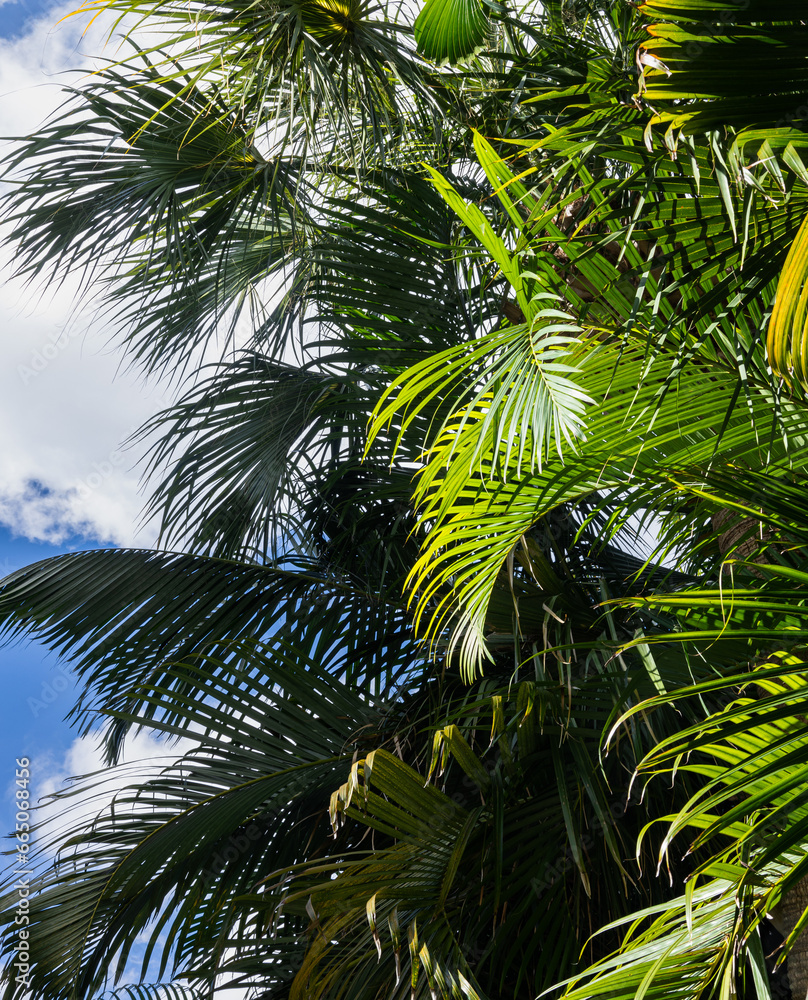 Tropical palm trees against bright blue sky Tropical palm trees against bright blue sky