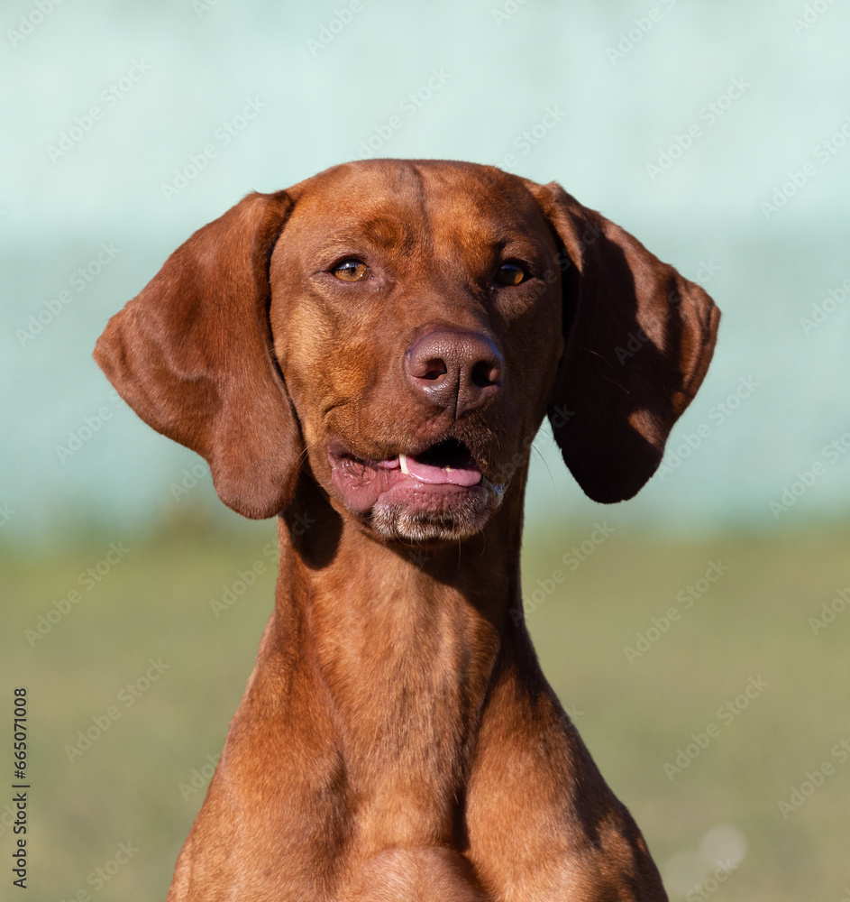 Portrait of a purebred Hungarian Vizsla dog in nature. Beautiful Magyar Vizsla golden rust color on walking. Beautiful Hungarian Vizsla dog portrait. Vizsla hunting dog. Shorthaired Hungarian Pointer Portrait of a purebred Hungarian Vizsla dog in nature. Beautiful Magyar Vizsla golden rust color on walking. Beautiful Hungarian Vizsla dog portrait. Vizsla hunting dog. Shorthaired Hungarian Pointer