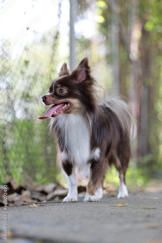 Long Hair Chihuahua Dog Long Hair Chihuahua Dog