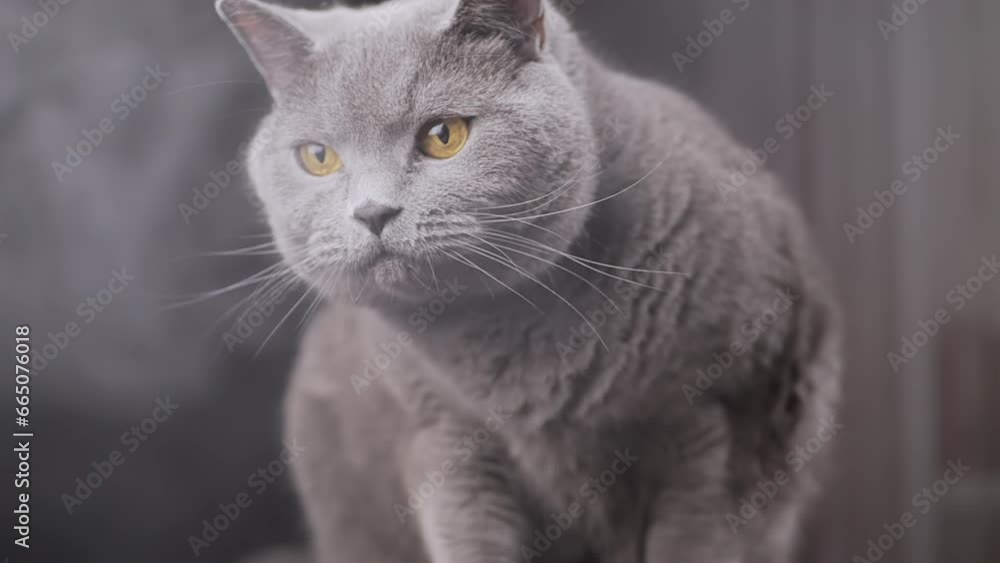 Close up, Large Gray Fluffy Cat Sits on Surface of a Table in a Smoky Room. Portrait. A scared cat licks lips in a cloud of thick smoke. Blurred background. Texture. Fog. Smoking. Behavior. Indoors. Close up, Large Gray Fluffy Cat Sits on Surface of a Table in a Smoky Room. Portrait. A scared cat licks lips in a cloud of thick smoke. Blurred background. Texture. Fog. Smoking. Behavior. Indoors.