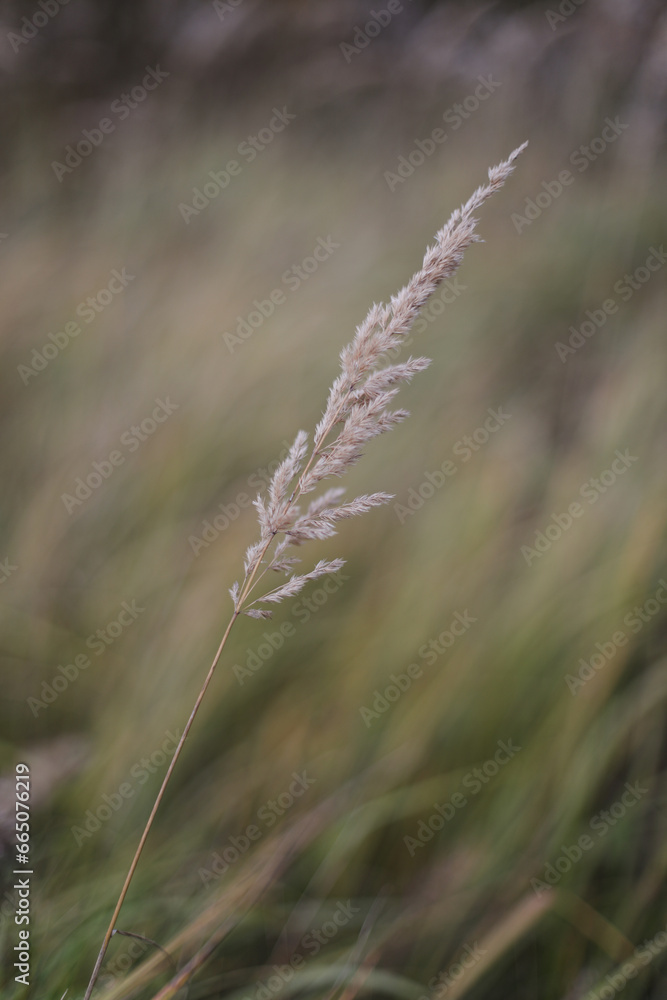 Green wheat field close up. Autumn countryside scenery. Beautiful nature landscape. Juicy fresh ears of young green wheat. Agriculture scene. Abstract blurred background Green wheat field close up. Autumn countryside scenery. Beautiful nature landscape. Juicy fresh ears of young green wheat. Agriculture scene. Abstract blurred background