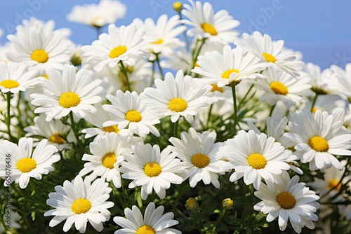 White daisy flowers. © Moinul