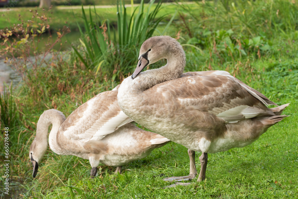 Obraz premium Two young mute swans (Cygnus olor) on a green meadow