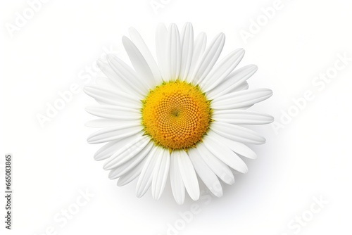 Common daisy isolated on white background. © Anowar