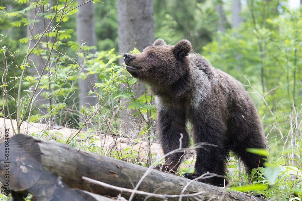 Brown bear walking on fallen tree in spruce forest. Brown bear walking on fallen tree in spruce forest.