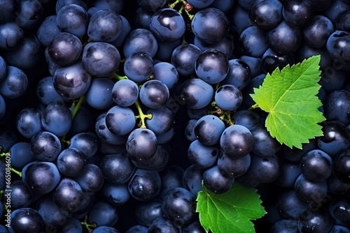 Flat lay background of vines, lots of organic blue dark grapes.