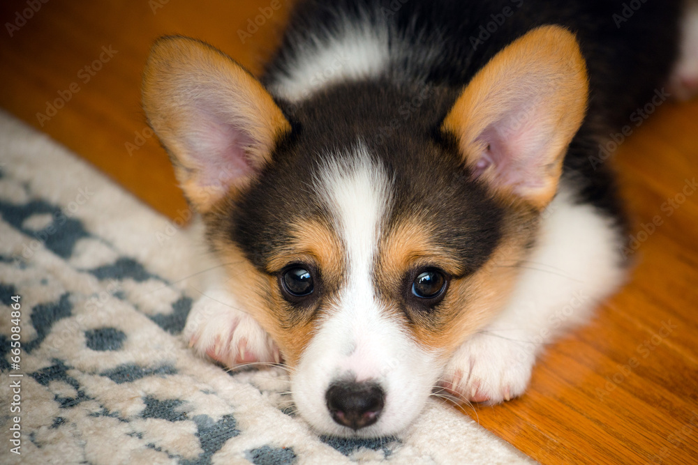 Portrait of cute pembroke welsh corgi puppies Portrait of cute pembroke welsh corgi puppies