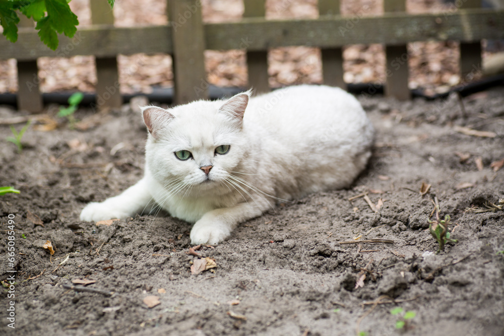 Adult cat breed Scottish chinchilla of light gray color, walks outdoors