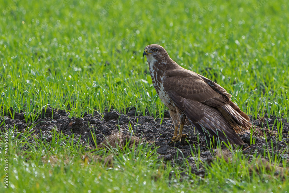 Obraz premium Une buse variable posée au sol au Pays-Bas.
