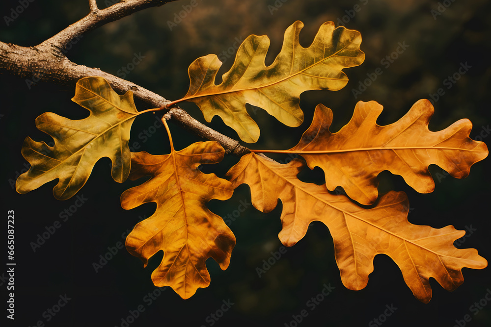 Fototapeta premium Autumn oak leaves, closeup, fall backdrop, abstract background
