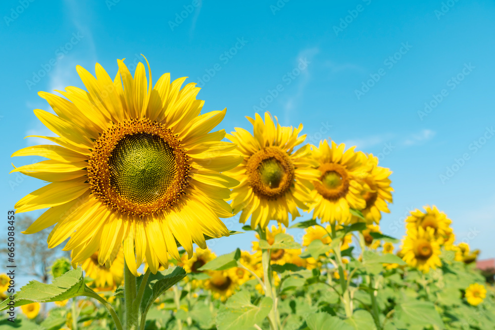 Sunflowers bloom on a sunshine day. summer field, good environmental. Sunflowers bloom on a sunshine day. summer field, good environmental.
