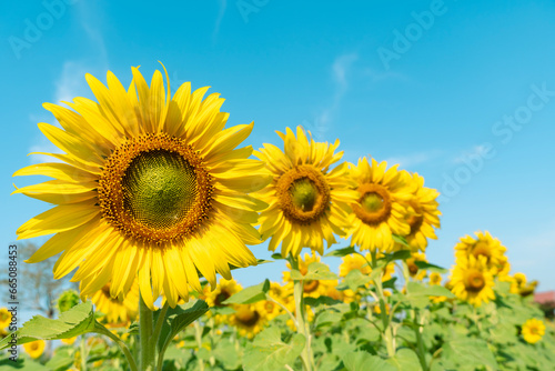 Sunflowers bloom on a sunshine day. summer field  good environmental.