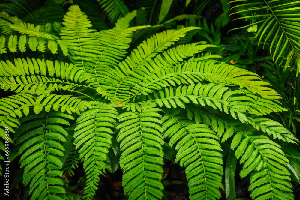 Digital photo of a tropical fern, its delicate fronds glistening with dewdrops, nestled among other plants in a lush rainforest canopy. Wildlife concept of ecological environment Digital photo of a tropical fern, its delicate fronds glistening with dewdrops, nestled among other plants in a lush rainforest canopy. Wildlife concept of ecological environment