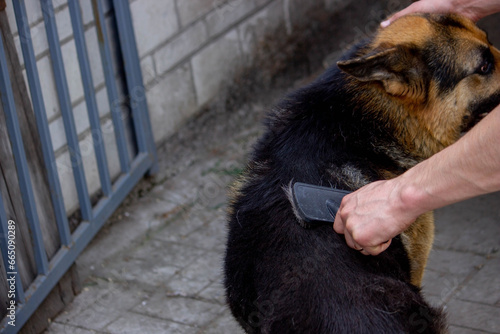 a man combs a dog's fur with a brush