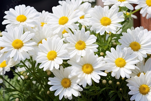 White daisy flowers.