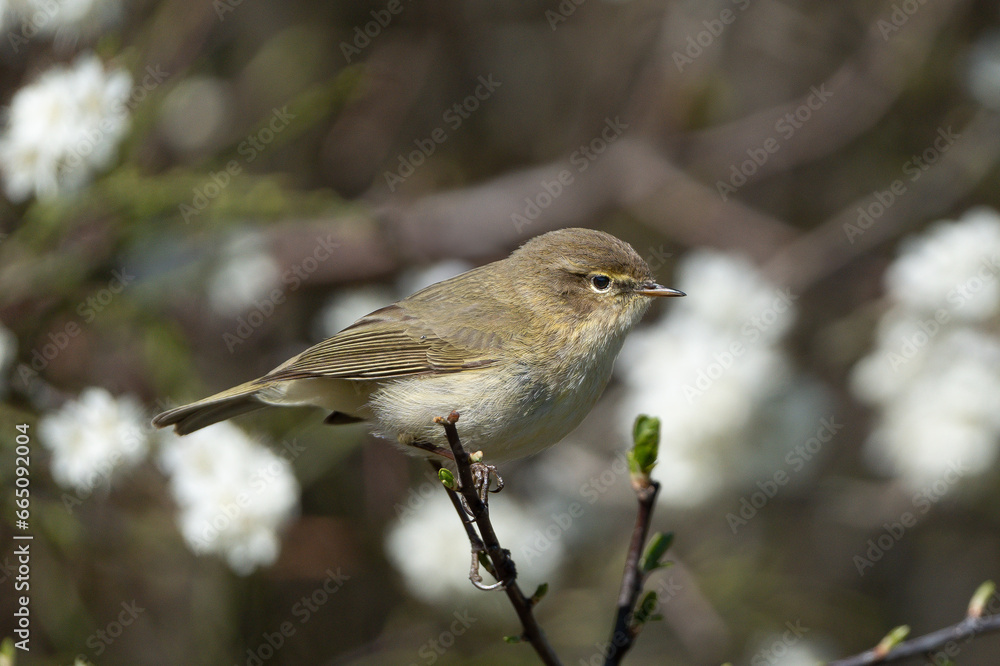Fototapeta premium Zilpzalp