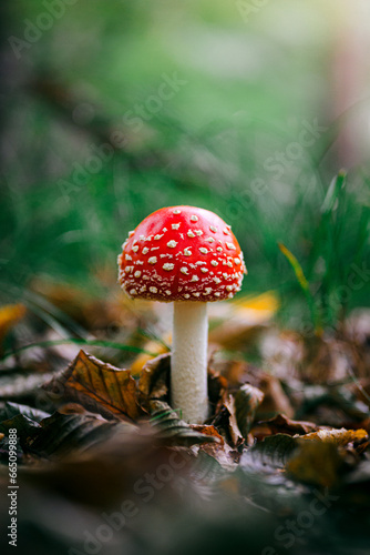Muchomor w leśnej ściółce leśnej