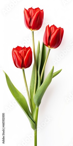 Red tulips isolated on white background.