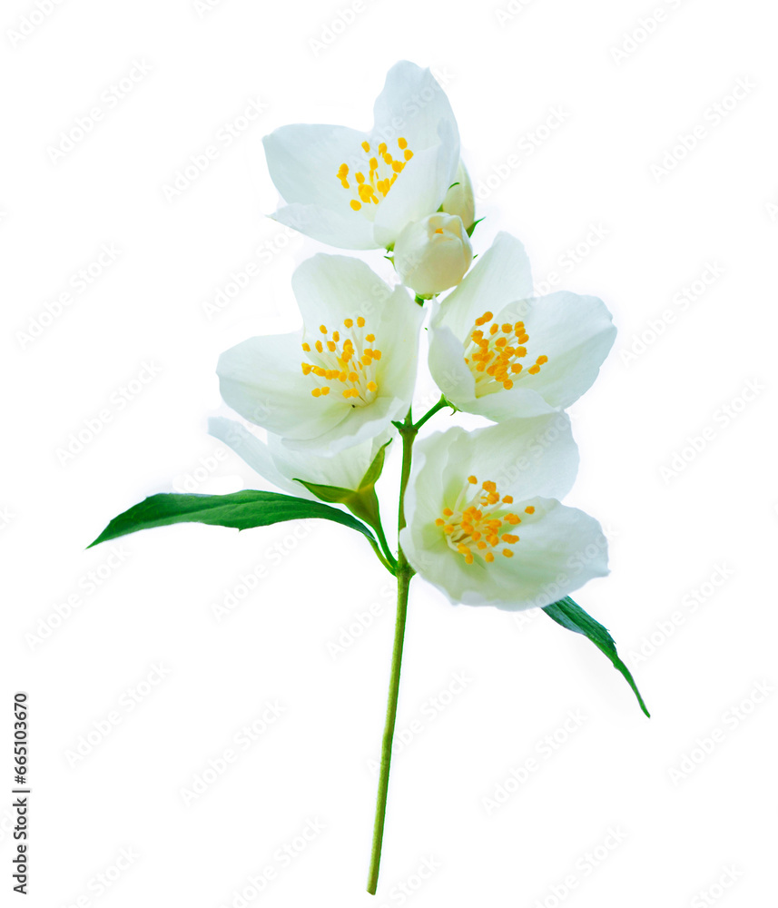 branch of jasmine flowers isolated on white background. branch of jasmine flowers isolated on white background.