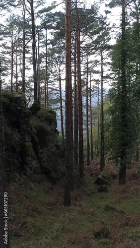 Vertical Video of Flying Inside Forest photo