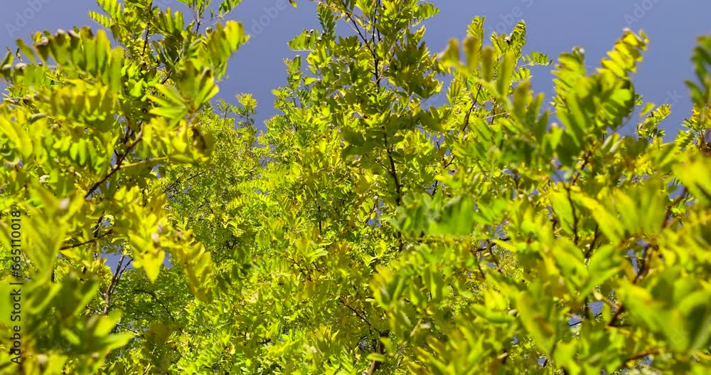 Acacia tree with yellowing foliage in autumn, false acacia tree in September in sunny weather Acacia tree with yellowing foliage in autumn, false acacia tree in September in sunny weather