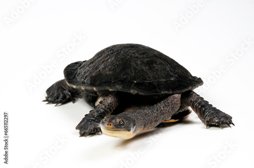 Eastern long-necked turtle // Glattrücken-Schlangenhalsschildkröte (Chelodina longicollis) photo