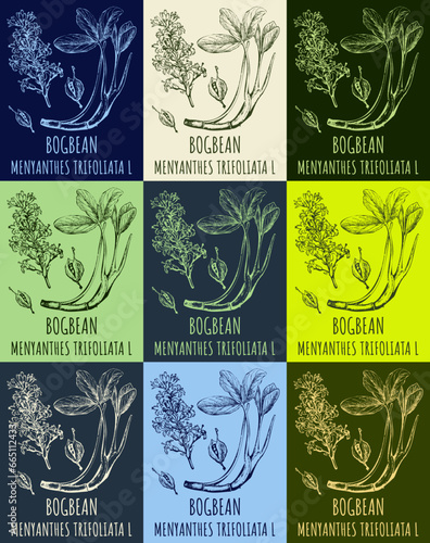 Set of vector drawing of BOGBEAN in various colors. Hand drawn illustration. Latin name MENYANTHES TRIFOLIATA L.