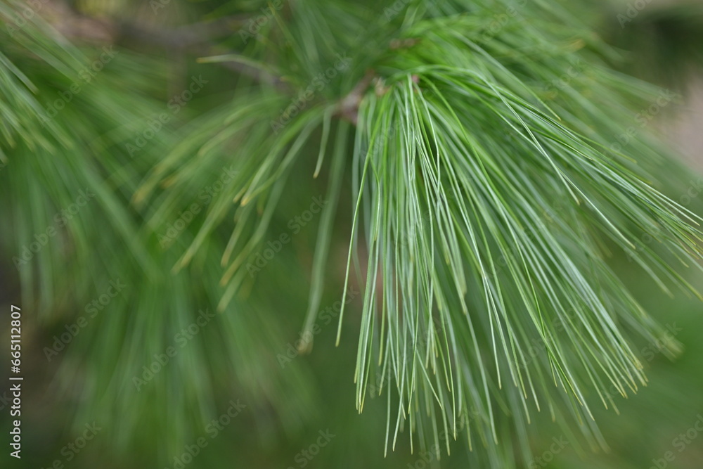 macro long green pine needles, pine needles on a branch close-up , macro pine branch with cone close-up, green branches of a coniferous tree with cones
macro long green pine needles, pine needles on a branch close-up , macro pine branch with cone close-up, green branches of a coniferous tree with cones