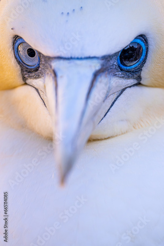 Intimate close-up of Northern Gannet's eyes in Ireland photo