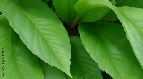 Green leaf plant images