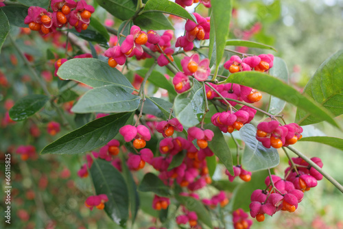 Fotografía Opened Euonymus europaeus or common spindle flowers with orange poisonous fruits