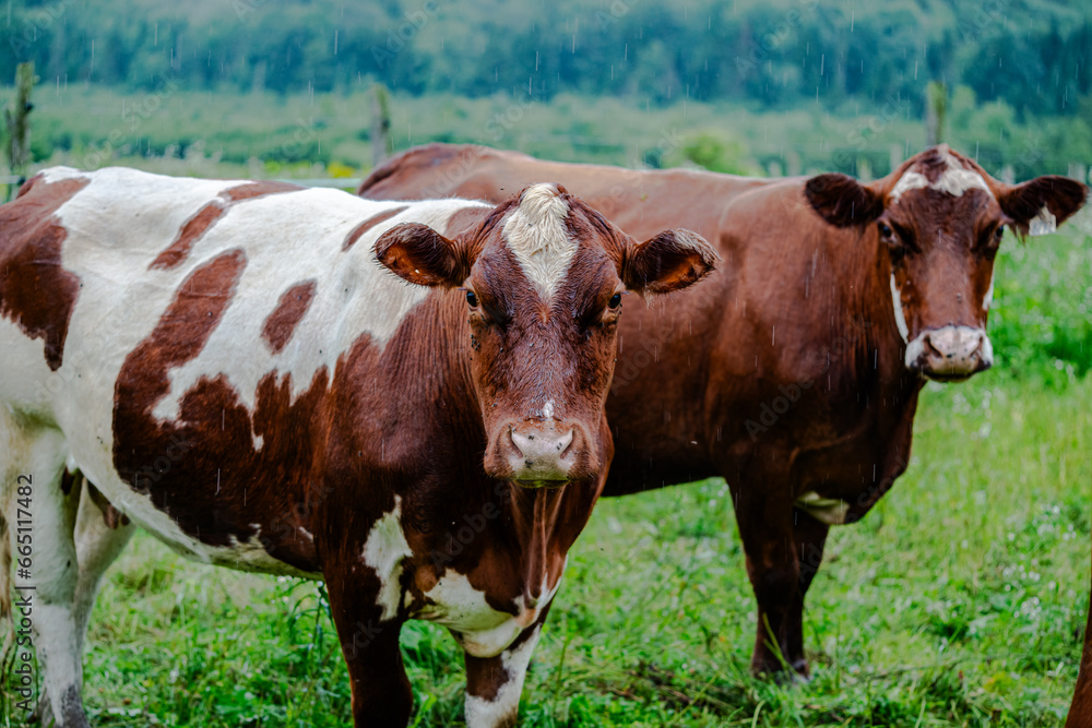 Cows grazing on farm meadows in the mountains Cows grazing on farm meadows in the mountains
