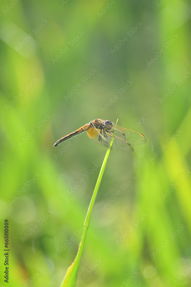 closeup the yellow black dragonfly hold on paddy plant leaf soft focus natural green brown background. closeup the yellow black dragonfly hold on paddy plant leaf soft focus natural green brown background.