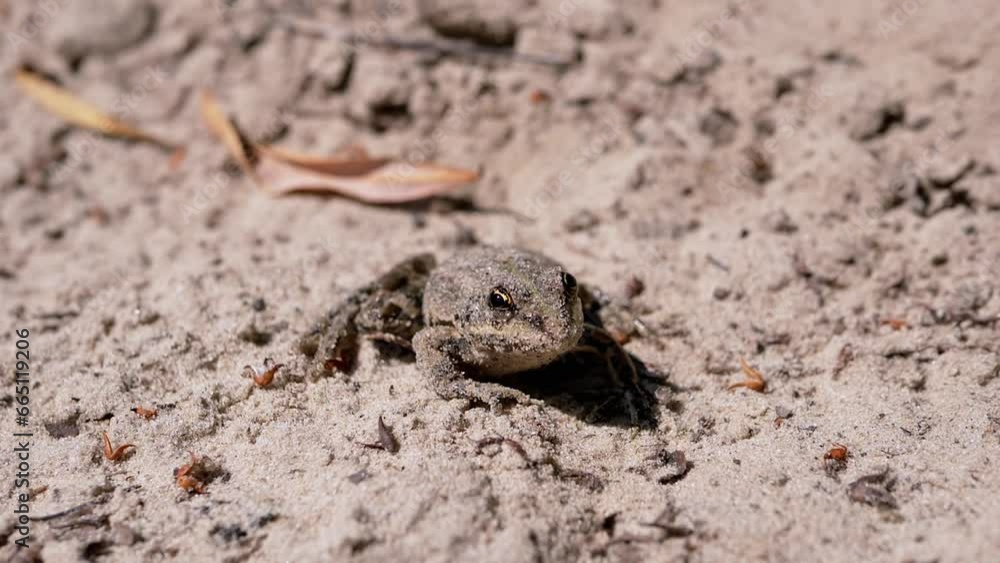 Wet Frog, Soiled in the Sand, Sits in Sand, Basking in Sun in Bright Sunlight. Portrait. Camouflaged frog looks into the distance, washing its face with its paw. Shadow. Sunset. Sunny day. Copy space. Wet Frog, Soiled in the Sand, Sits in Sand, Basking in Sun in Bright Sunlight. Portrait. Camouflaged frog looks into the distance, washing its face with its paw. Shadow. Sunset. Sunny day. Copy space.