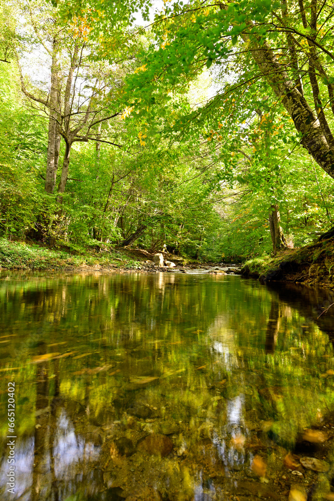 river in the forest.  iğneada, longoz ormanları, kuzey ormanları.