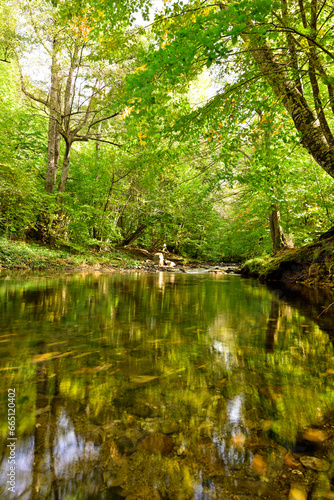 river in the forest. iğneada, longoz ormanları, kuzey ormanları.