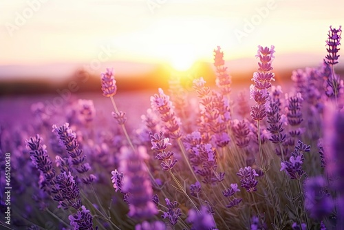 Close up lavender flowers in beautiful field at sunset. © Emran