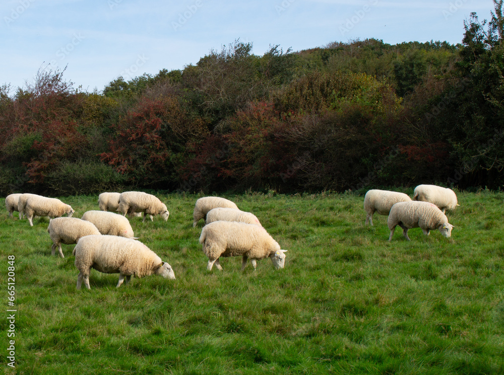 Fototapeta premium Sheep on grass field on late sunny day