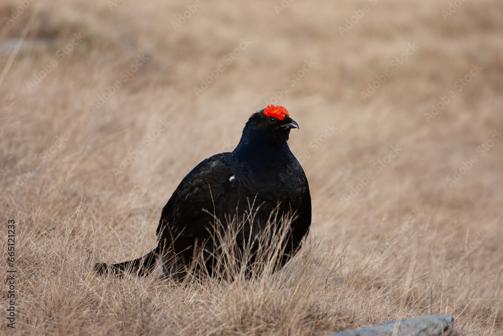 Black grouse (Lyrurus tetrix) Fagiano di monte Black grouse (Lyrurus tetrix) Fagiano di monte